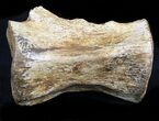 Thescelosaurus Caudal Vertebrae - Montana #34640-1